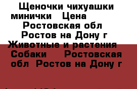 Щеночки чихуашки минички › Цена ­ 9 500 - Ростовская обл., Ростов-на-Дону г. Животные и растения » Собаки   . Ростовская обл.,Ростов-на-Дону г.